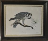 Tom Dunnington "Peregrine Falcon" Print 202//174